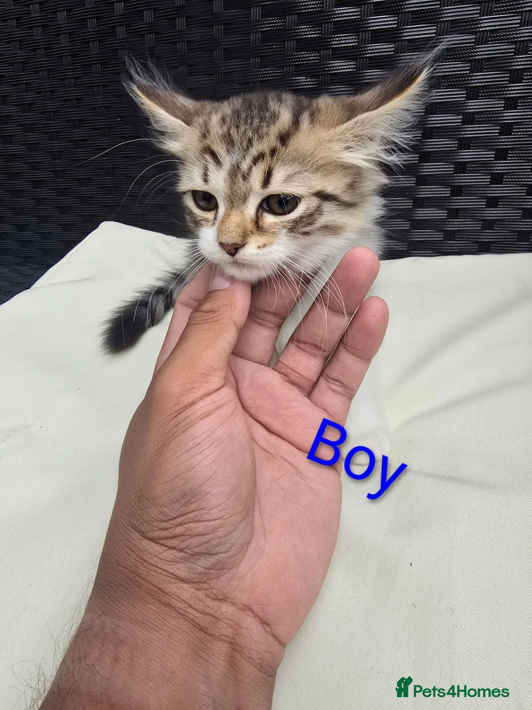 Siberian cats for sale: 3 Beautiful Siberian Kittens - Ready to leave now! - Advert 11