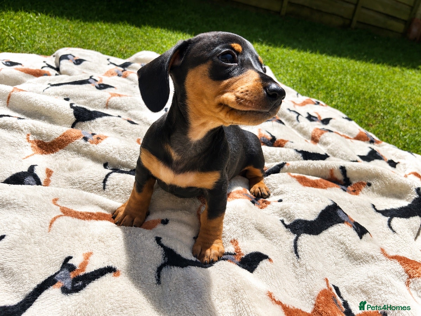 Miniature Dachshund dogs ✨Black & Tan Miniature Daschund Puppies ✨ - Advert 13