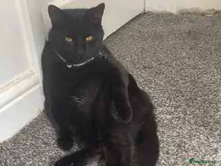 British Shorthair cats Male cat looking for new home - Advert 16