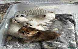 British Longhair cats for sale: Stunning British Longhair Kittens Ready to collect - Image 16