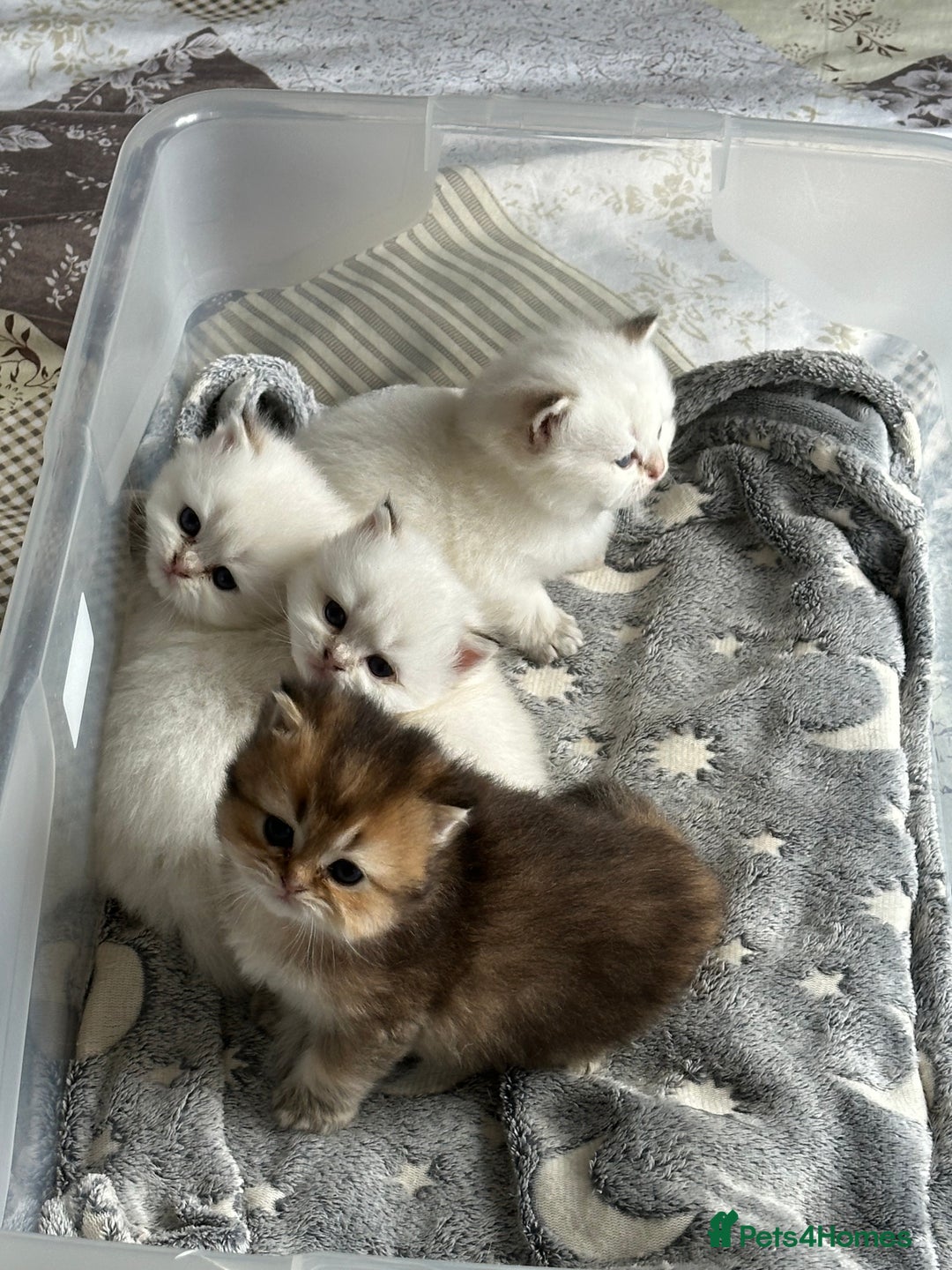 British Longhair cats for sale: Stunning British Longhair Kittens Ready to collect - Image 16