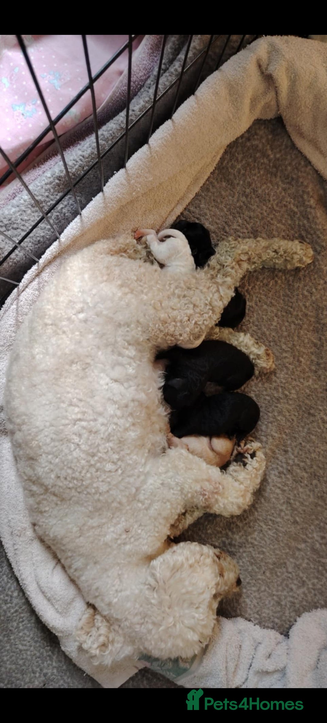 Mixed Breed dogs for sale: 5 Beautiful cocker poochon puppies for sale 😍 - Image 12