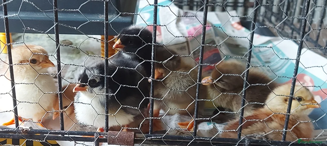 Mixed Breed poultry for sale: Mixed chicks and runner ducklings unsexed - Advert 1