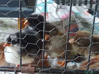 Mixed Breed poultry Mixed chicks and runner ducklingss unsexed - Advert 1