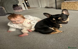 French Bulldog dogs for sale: French bulldog needs a new home - Image 4