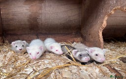 Ferret rodents for sale: Male ferrets born may 25 - Image 9