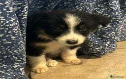 Border Collie dogs for sale: 4 Collie pups for sale - Advert 6