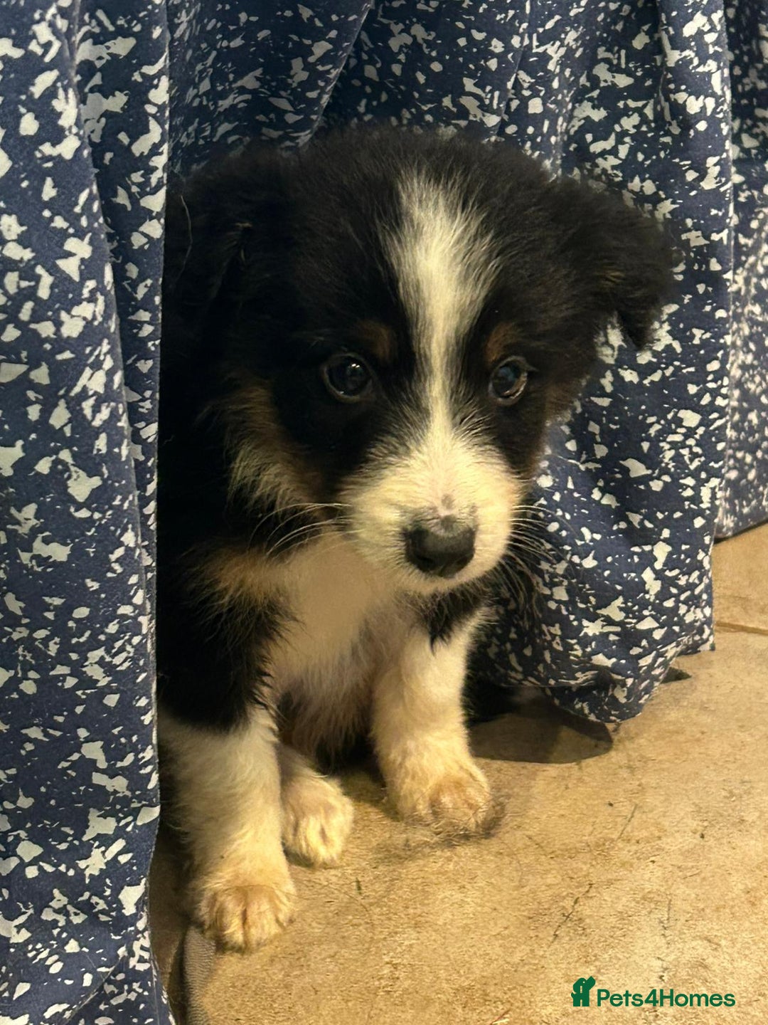 Border Collie dogs for sale: 4 Collie pups for sale - Advert 6