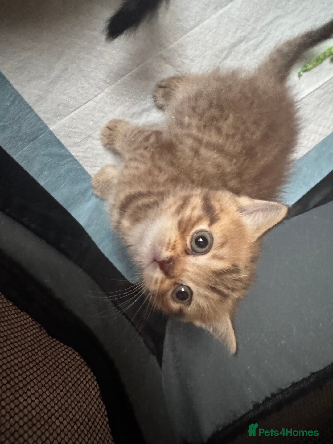 British Shorthair cats for sale: British Shorthair silver tabby and ginger - Image 6