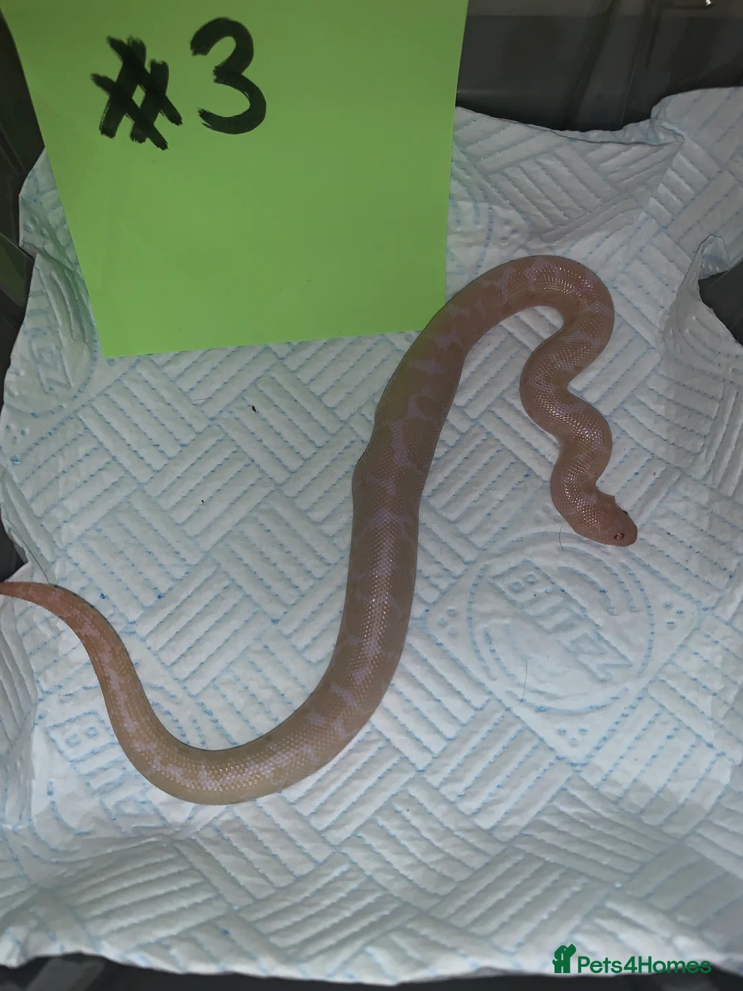 Boa Snake reptiles for sale: Kenyan sand boas for sale Essex  - Advert 3