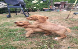 Cocker Spaniel dogs for sale: Cocker spaniel puppies - Image 1