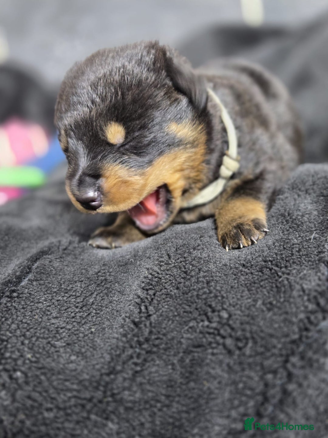 Rottweiler dogs for sale: Stunning Rottweiler pups - Advert 6