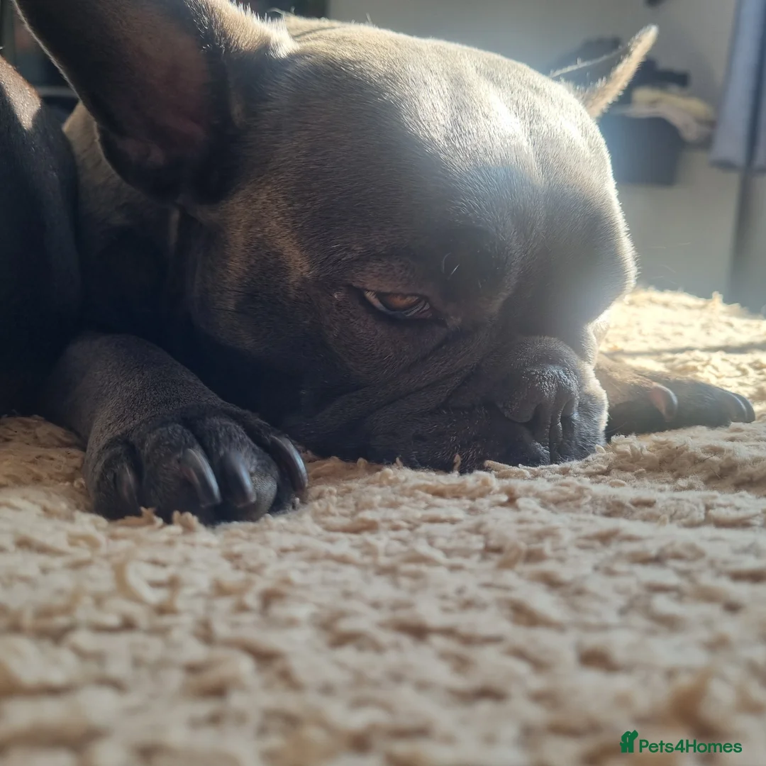 French Bulldog dogs for sale: French bulldog  - Advert 2