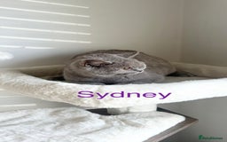 British Shorthair cats for sale: GCCF Registered British Shorthair Lilac Boy - Image 7