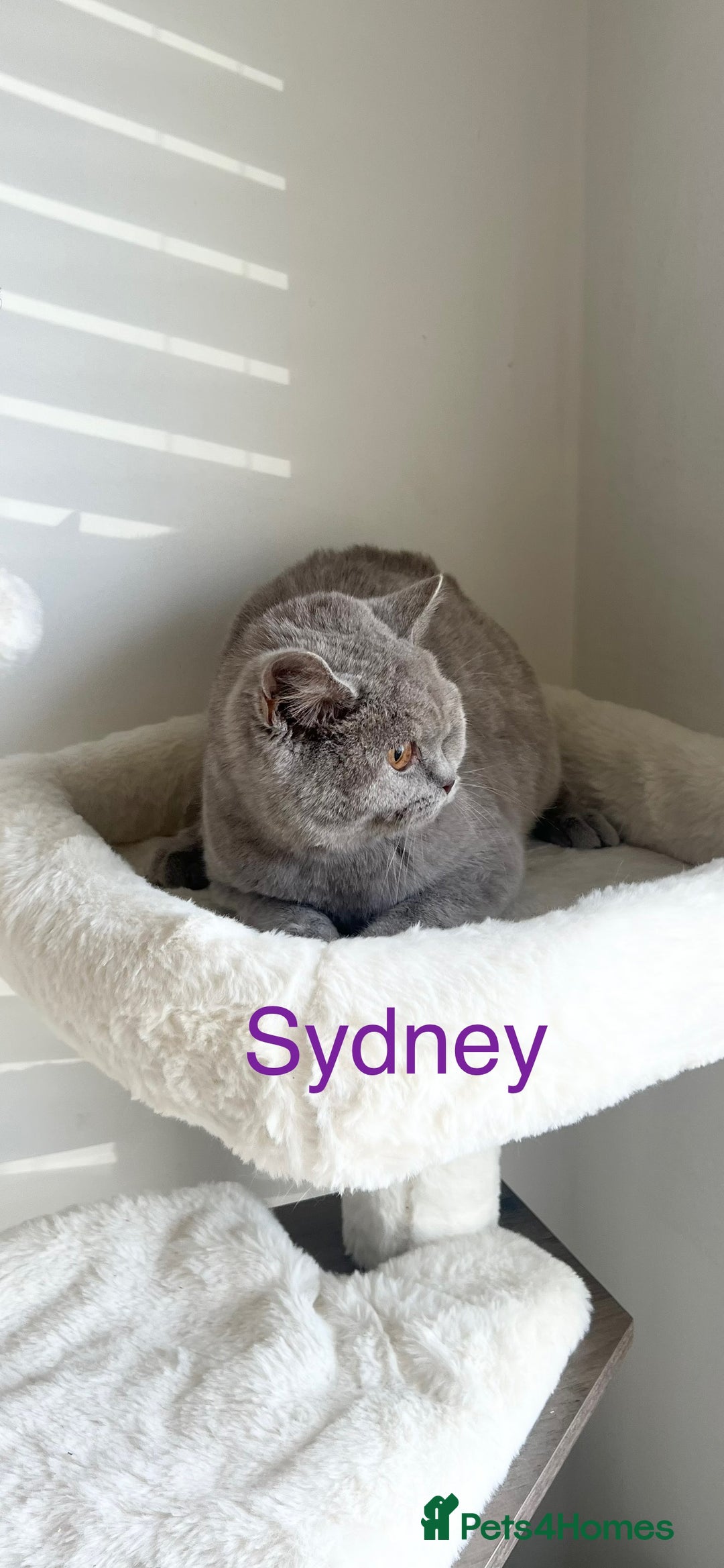 British Shorthair cats for sale: GCCF Registered British Shorthair Lilac Boy - Image 7