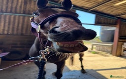 English Thoroughbred horses for sale: Stunning 17H Bay Gelding - Image 5