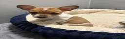 Jack Russell dogs for sale: Jack Russel pups in Congleton - Advert 6
