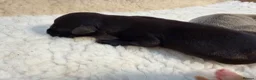Labrador Retriever dogs for sale: Labrador puppies - Advert 7