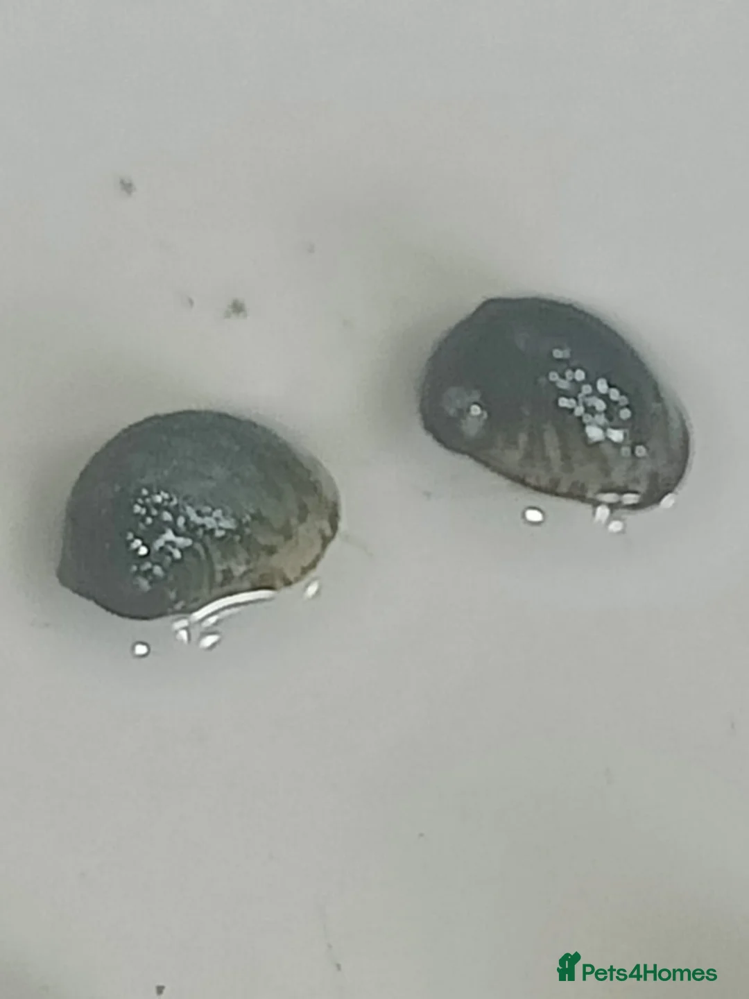 Snails fish for sale: Nerite snails true fresh water - Advert 6