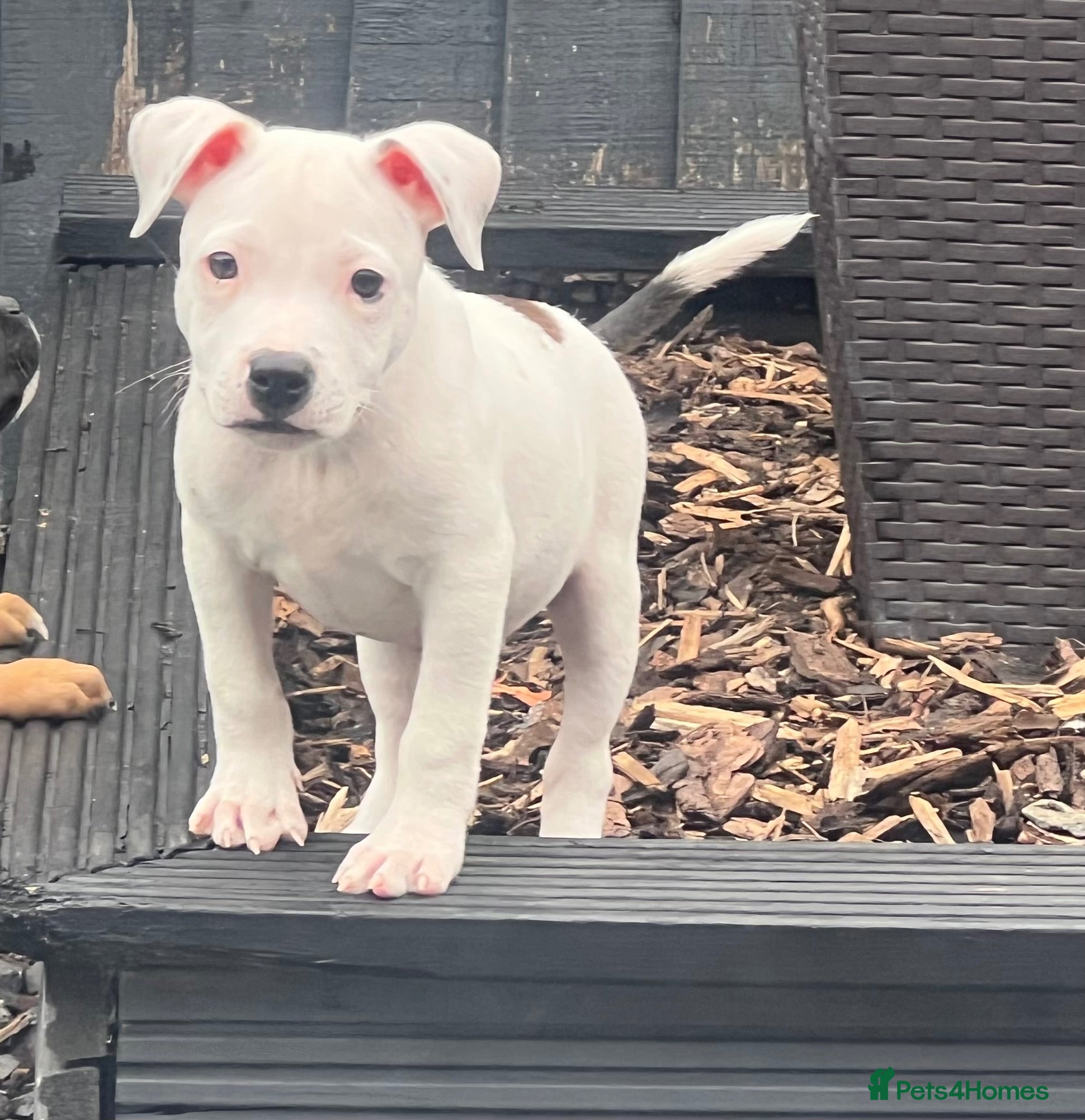 Staffordshire Bull Terrier dogs Staffordshire bull terrier puppies 🐾 - Advert 2