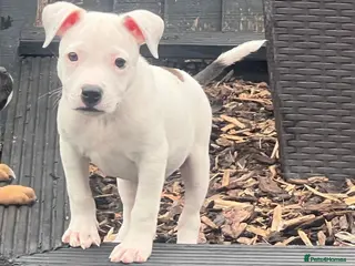 Staffordshire Bull Terrier dogs Staffordshire bull terrier puppies 🐾 - Advert 2