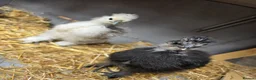 Chickens poultry for sale: 2 silkie chicks  - Advert 4