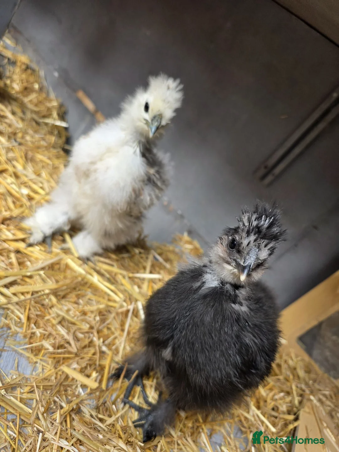 Chickens poultry for sale: 2 silkie chicks  - Advert 4