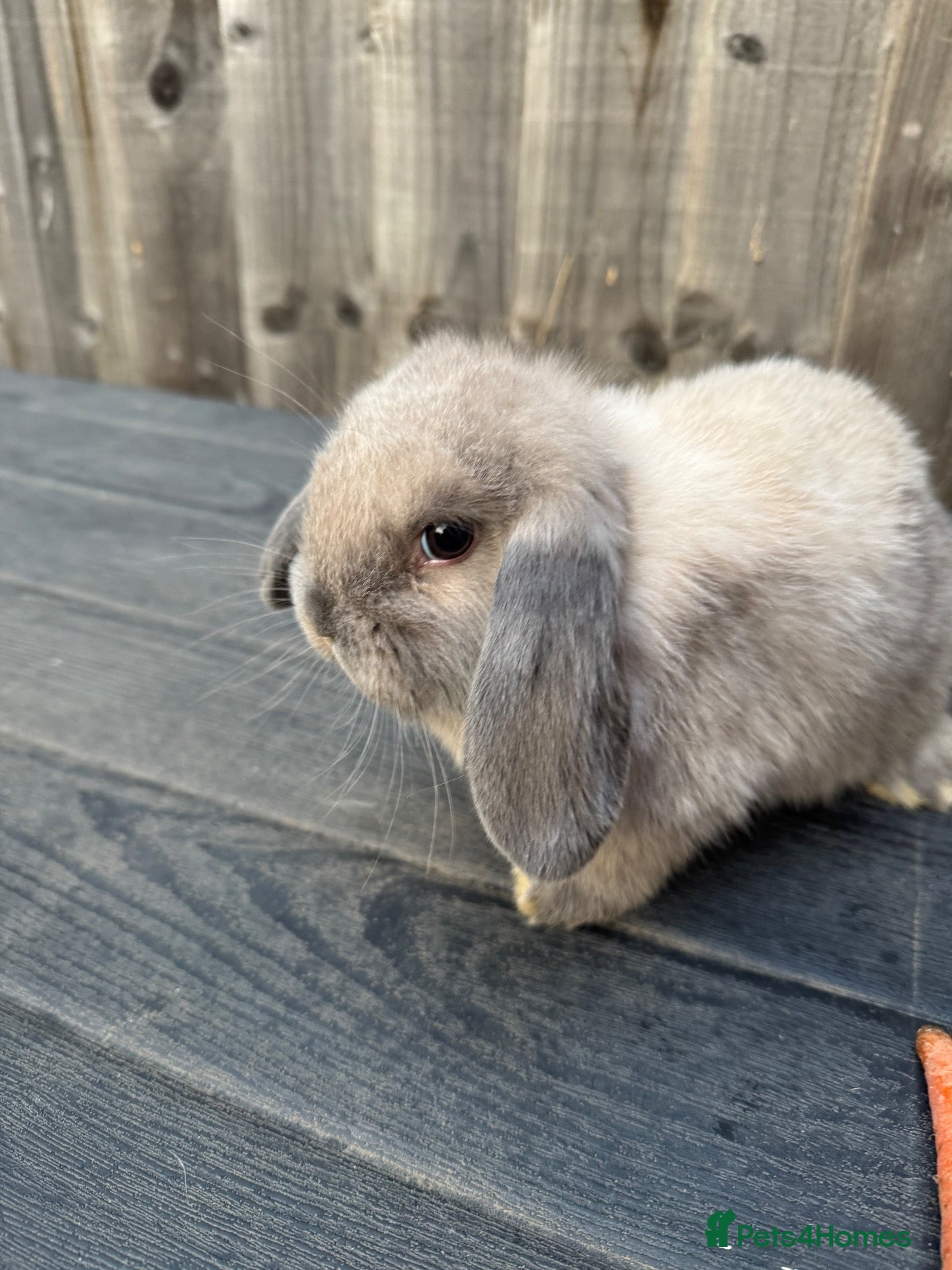 Mini Lop rabbits Mini Lops - Advert 2