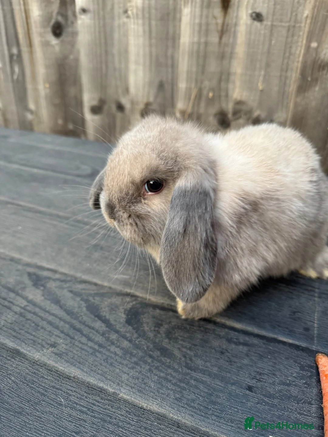 Mini Lop rabbits for sale: Mini Lops - Advert 2