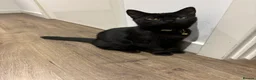 Mixed Breed cats for sale: Beautiful male kittens available 9 months old - Advert 5