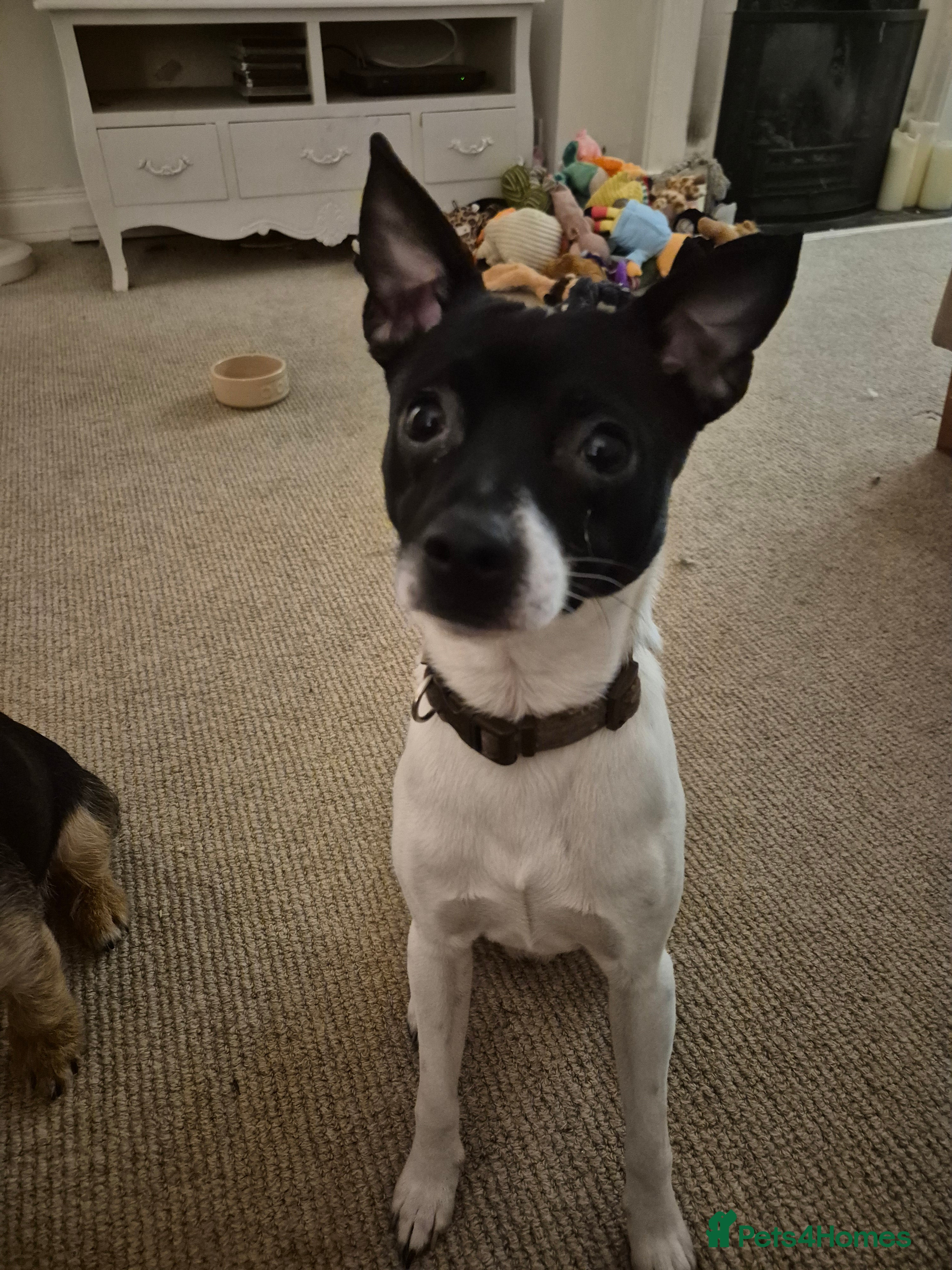 Jack Chi dogs Chihuahua x Jack Russell For Stud - Advert 1