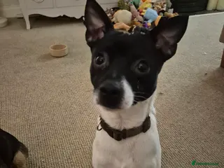 Jack Chi dogs Chihuahua x Jack Russell For Stud - Advert 1