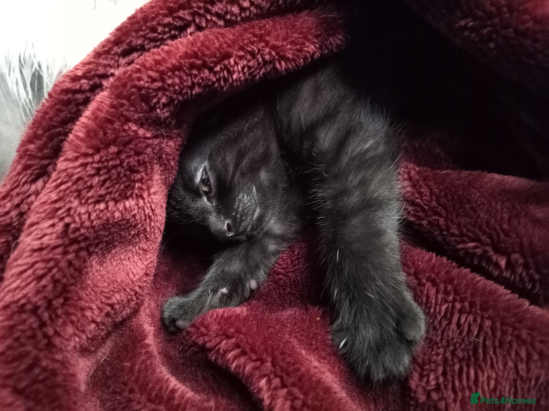 Mixed Breed cats for sale: Gryffin-Paw - Male Kitten  - Advert 3