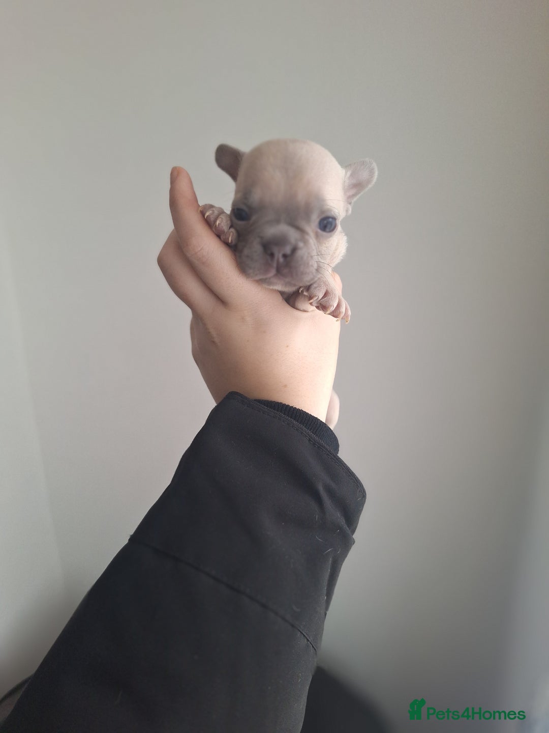 French Bulldog dogs for sale: French bulldog babies  - Advert 23