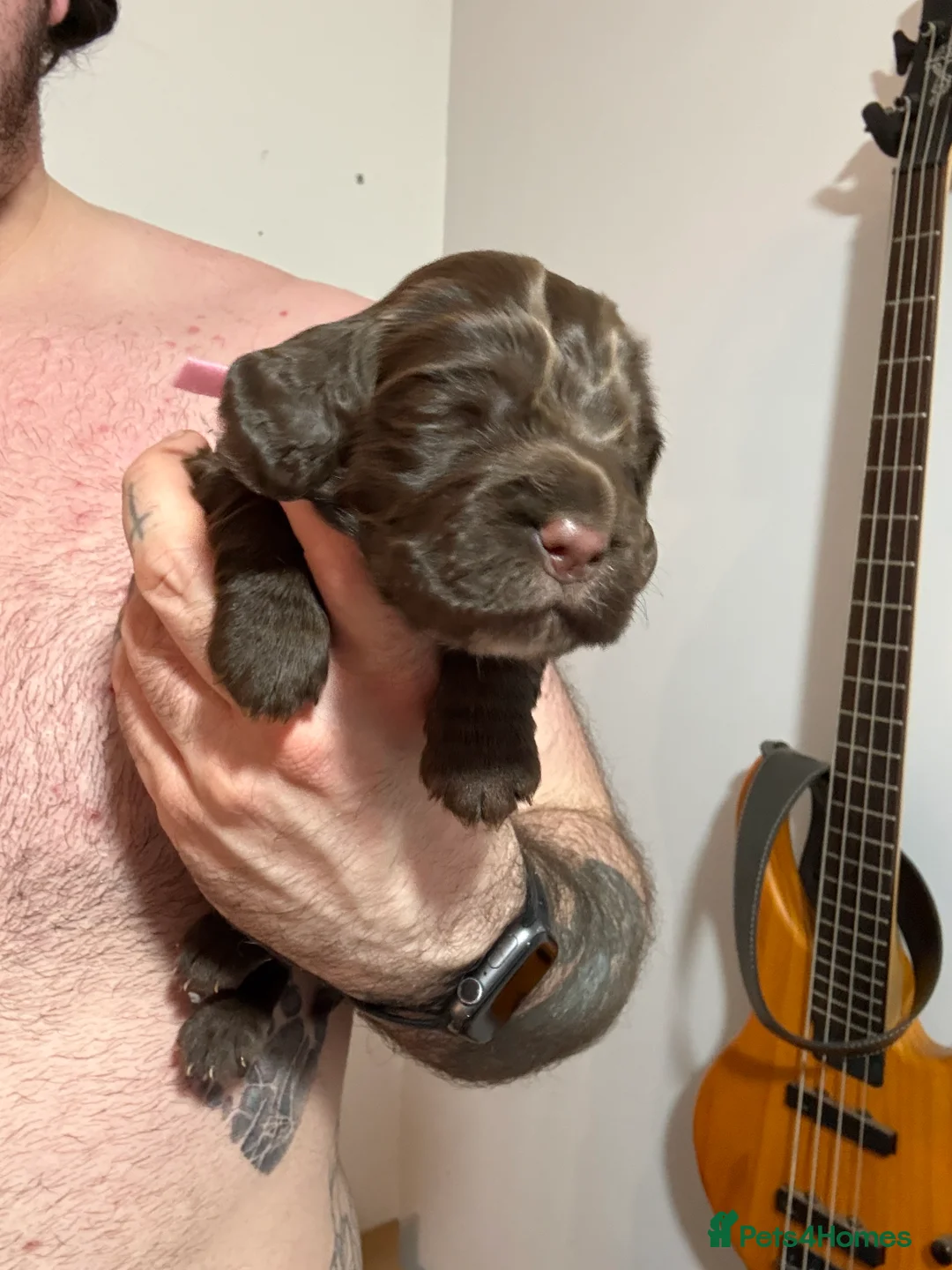 Cocker Spaniel dogs for sale: 3 Cocker Spaniel puppies. AVAILABLE TO VIEW - Advert 19