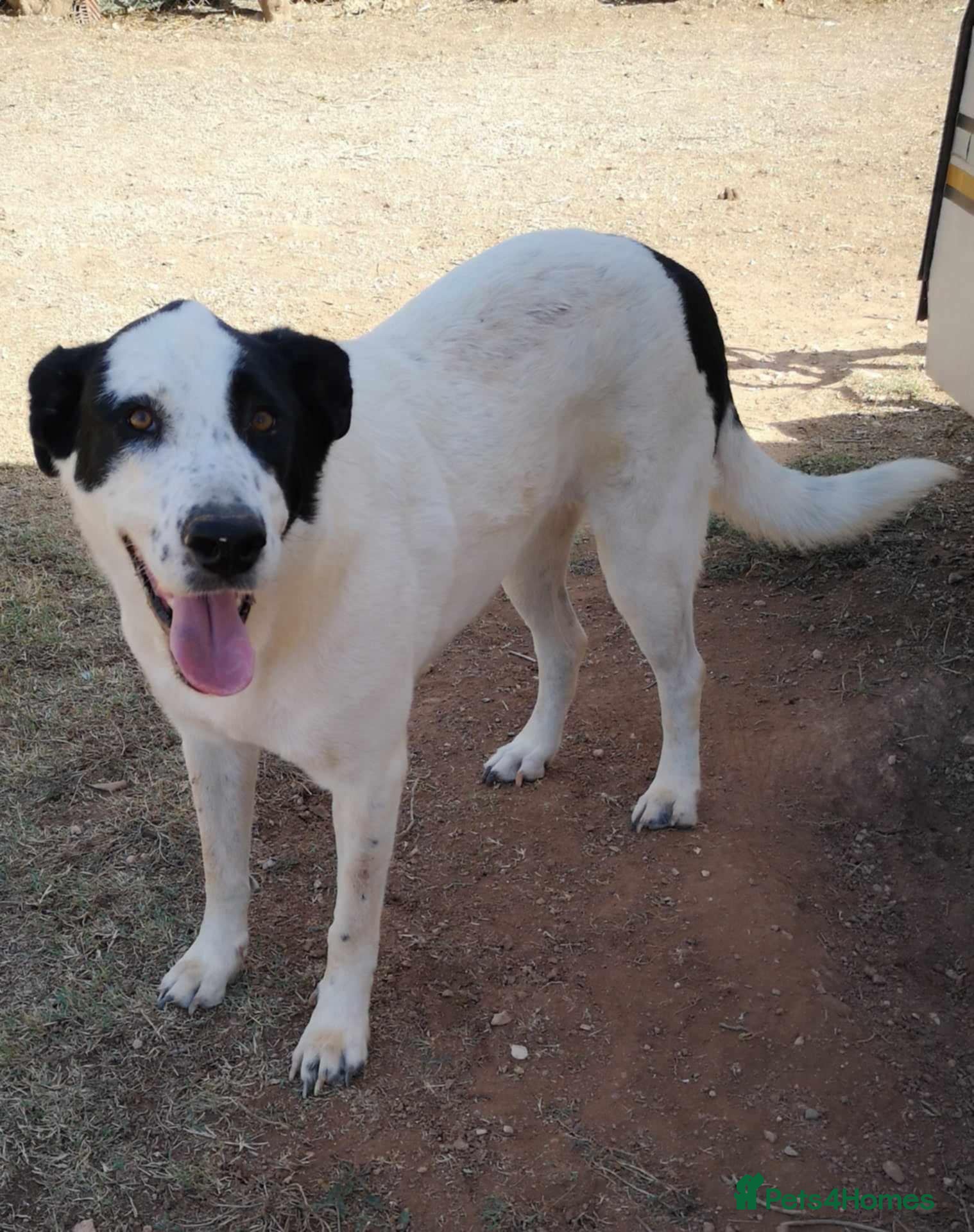 Mixed Breed dogs 😍Meet Macarena😍 - Advert 18