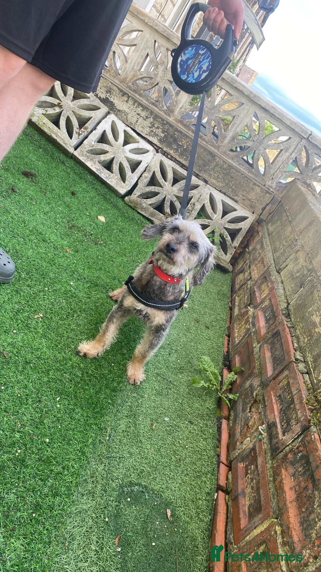 Mixed Breed dogs for sale: Miniature boy 4 years old  in Burnley - Advert 2