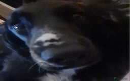 Sprocker dogs for sale: Sprocker for sale - Image 6