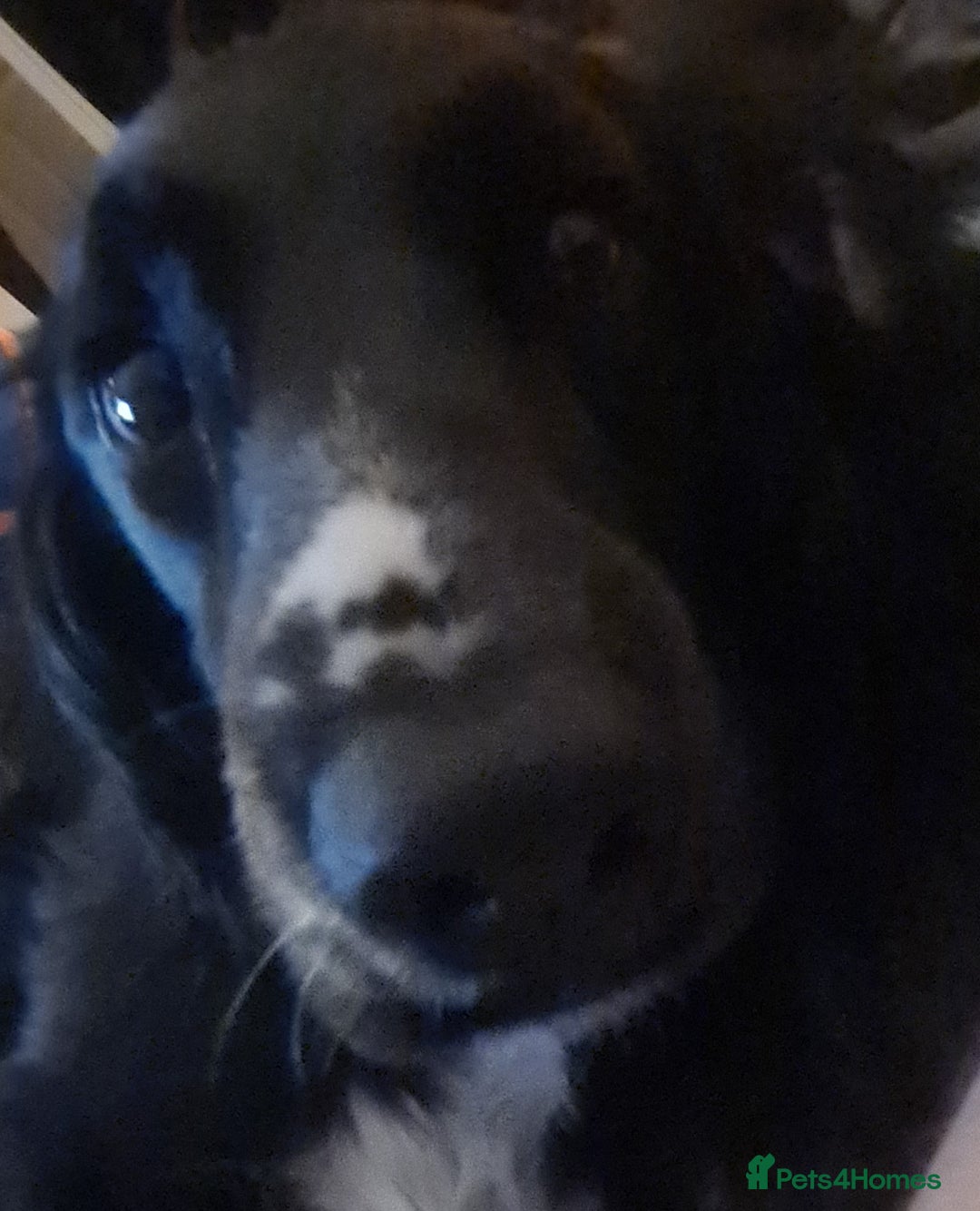 Sprocker dogs for sale: Sprocker for sale - Image 6