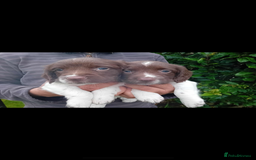 English Springer Spaniel dogs for sale: 2 English springer spaniel bitches  - Image 5
