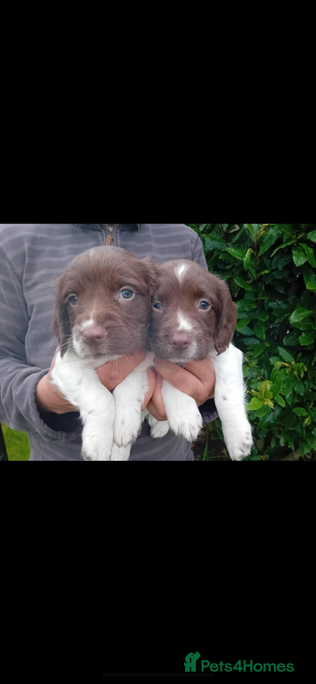 English Springer Spaniel dogs for sale: 2 English springer spaniel bitches  - Image 5