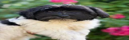 Havanese dogs for sale: Exquisite Havanese Puppies Boys and Girls  - Advert 8