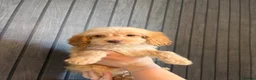 Cockapoo dogs for sale: Cockapoo puppies - Advert 10