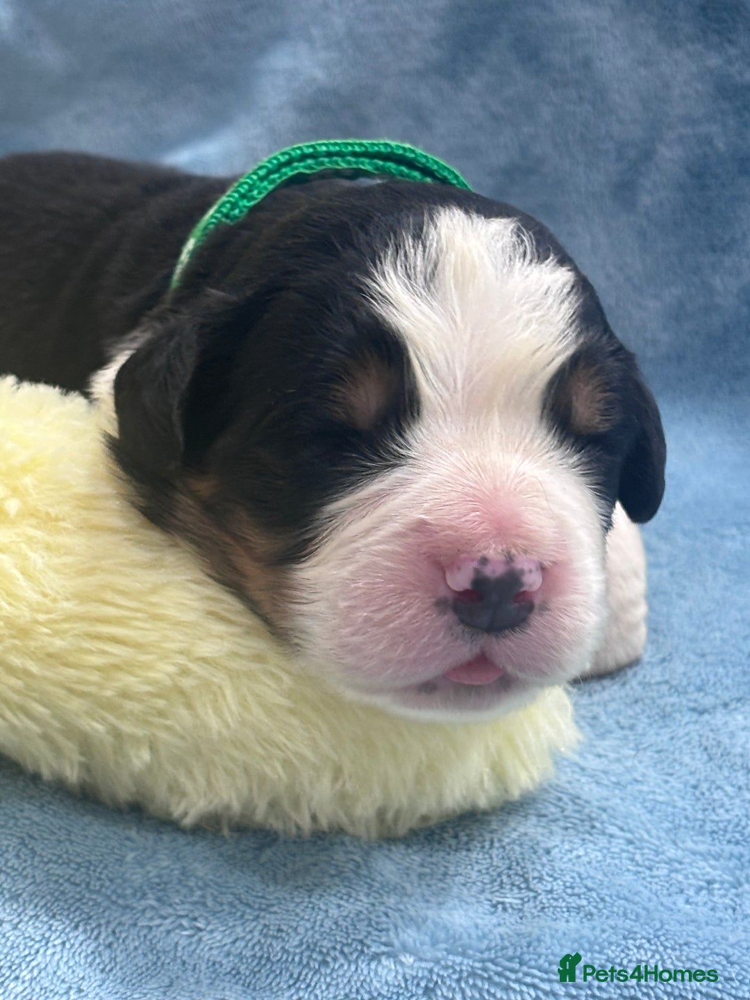 Bernese Mountain Dog dogs for sale: 🐾 Bernese Puppies – Ready Just Before  **   - Image 13