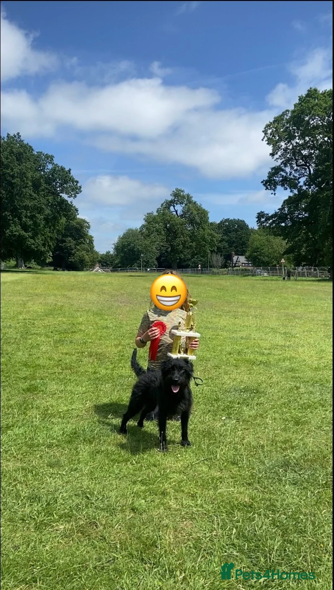 Patterdale Terrier dogs for stud: Patterdale/Black fell terrier for stud in Liverpool - Advert 6