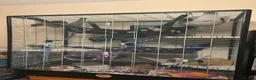 Rat rodents for sale: Trio of Male Rats - Advert 6