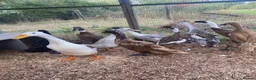 Ducks poultry for sale: Indian Runner Duck Hatching Eggs and Ducklings - Advert 4