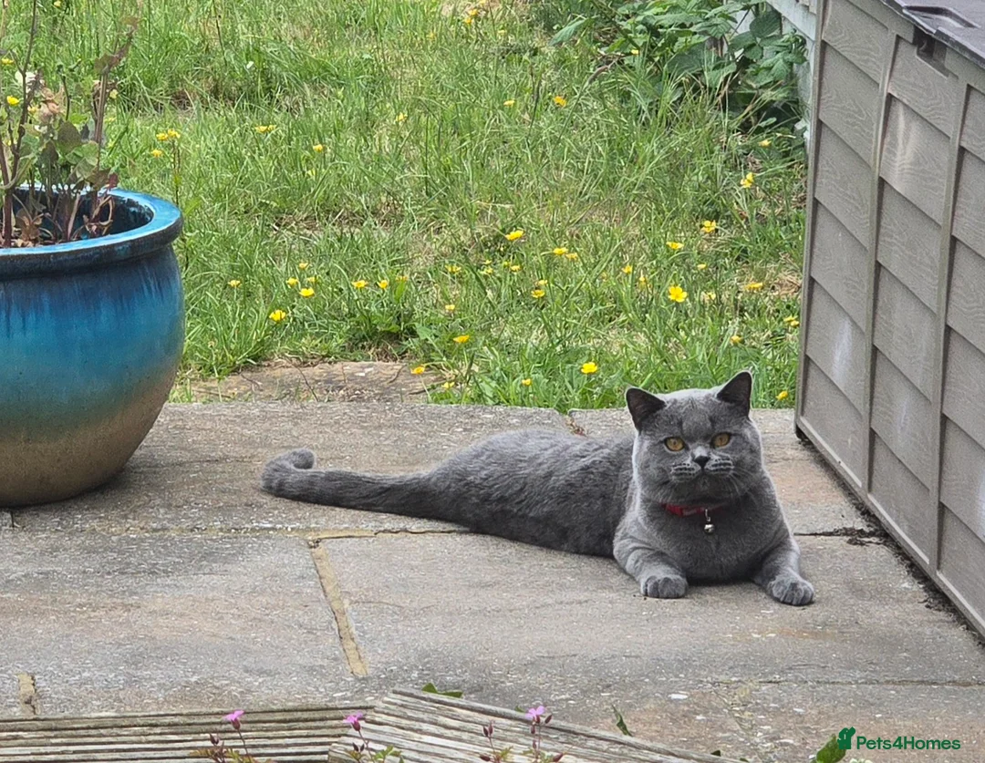 British Shorthair cats for sale: 3 British Shorthair Kittens  - Advert 11