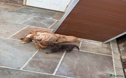 Cavapoo dogs for sale: 2 boys left looking for there forever homes - Image 20