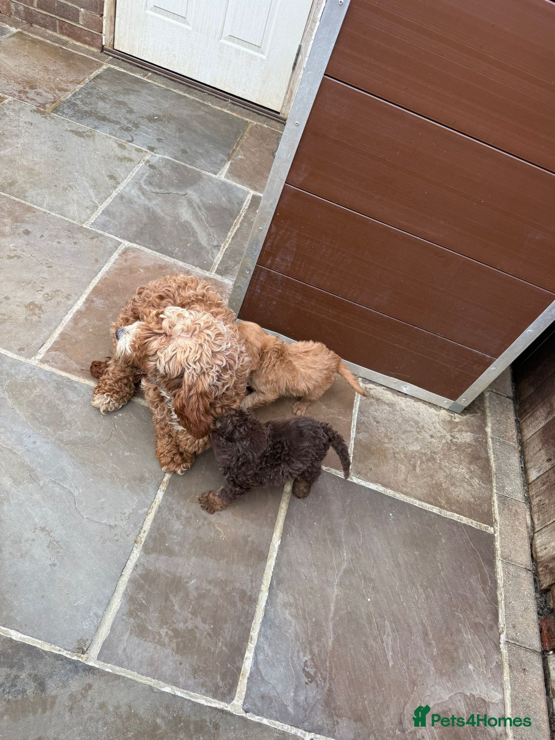 Cavapoo dogs for sale: 2 boys left looking for there forever homes - Image 20